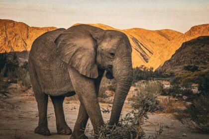1.20desert adapted20elephant.jpg