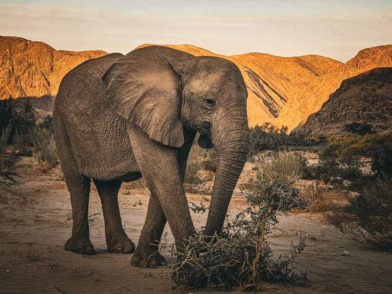 1.20desert adapted20elephant.jpg