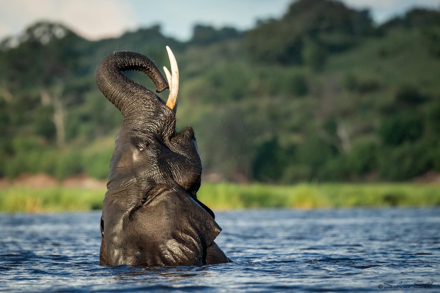 Elephant bull in the chobe river pangolin photo safaris sabine stols.jpg