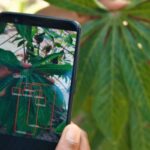 Plantvillage nuru scanning cassava resize e1623424162517.jpg