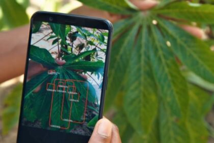 Plantvillage nuru scanning cassava resize e1623424162517.jpg