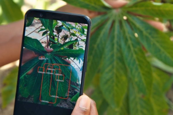 Plantvillage nuru scanning cassava resize e1623424162517.jpg