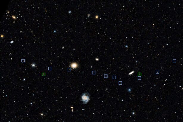 Sei 256196186.jpg