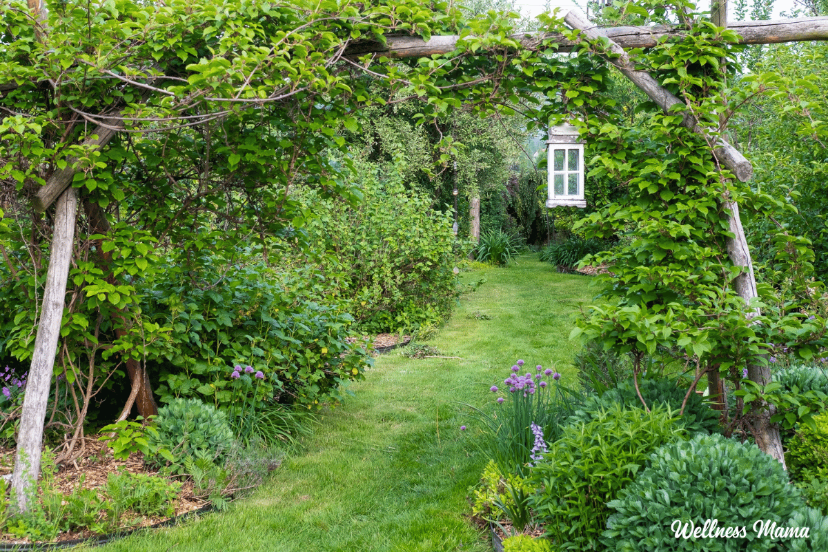Permaculture yard.png
