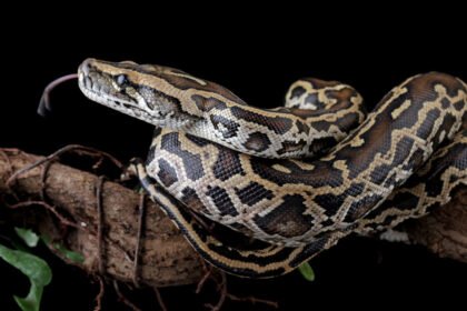 071425 bb python main.jpg
