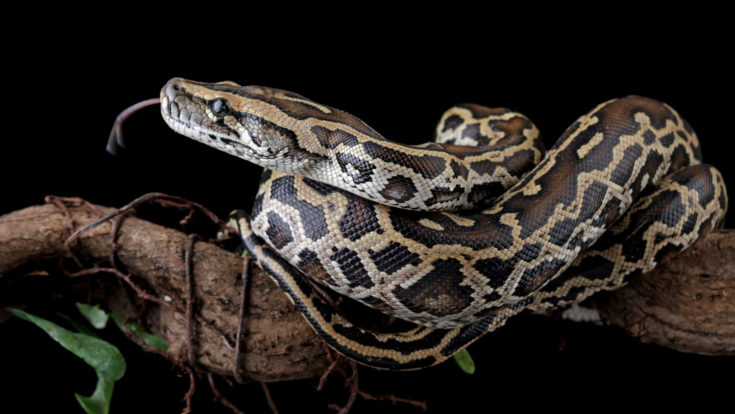071425 bb python main.jpg