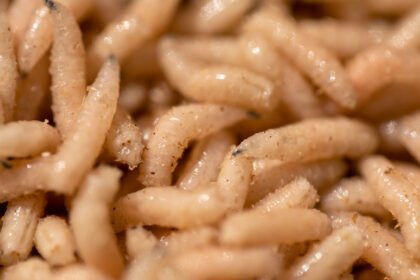 072525 sca maggots.jpg
