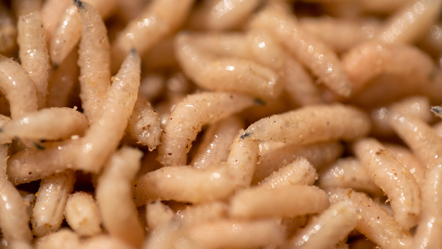 072525 sca maggots.jpg