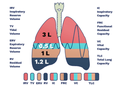 Air theory lungvolumecapacities.en .x512.png