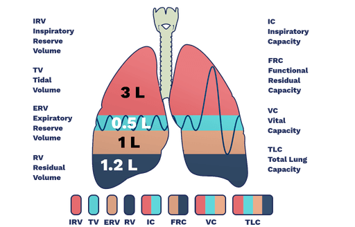 Air theory lungvolumecapacities.en .x512.png