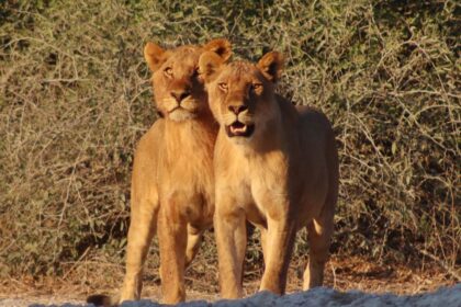 Chobe national park botswana.jpg