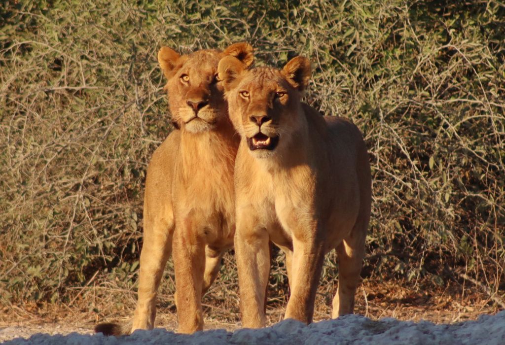 Chobe national park botswana.jpg