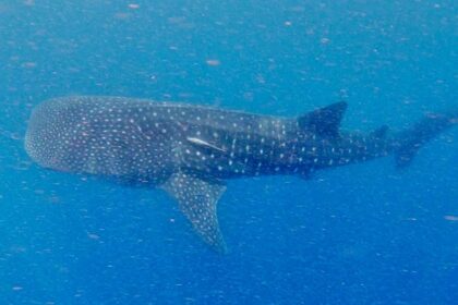 Whale shark madagascar.jpg