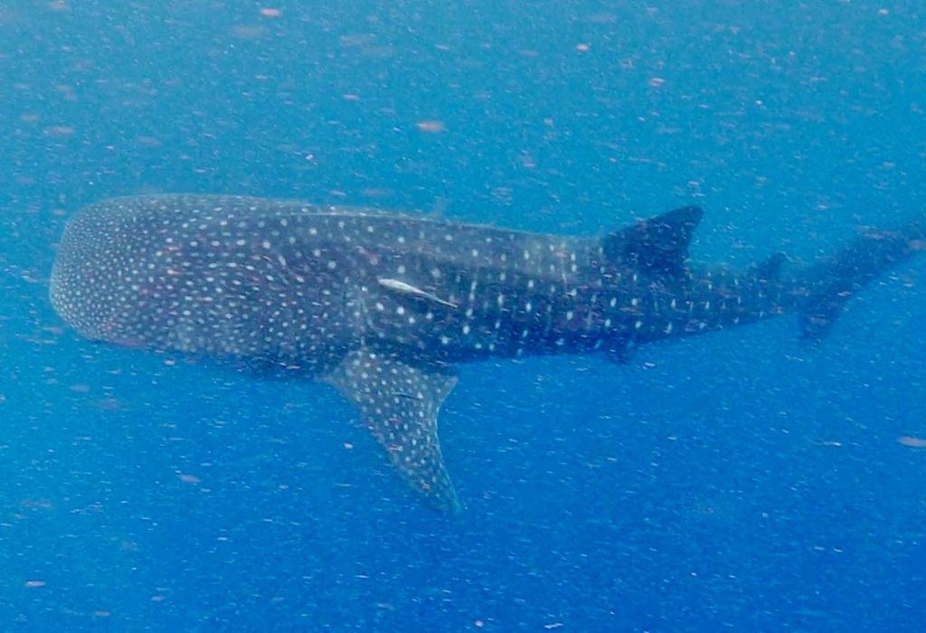 Whale shark madagascar.jpg