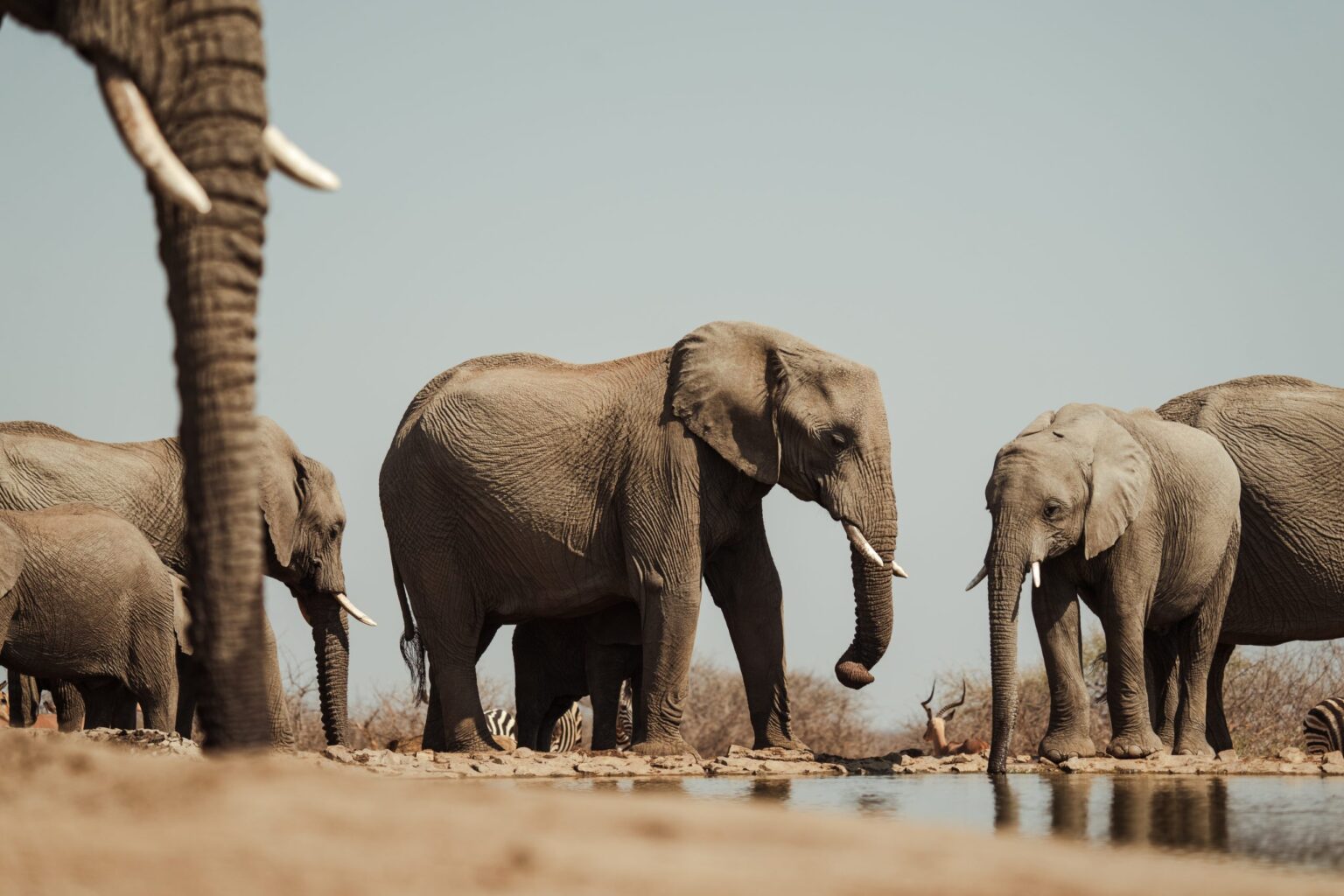 Last word madikwe underground hide 10 scaled.jpg