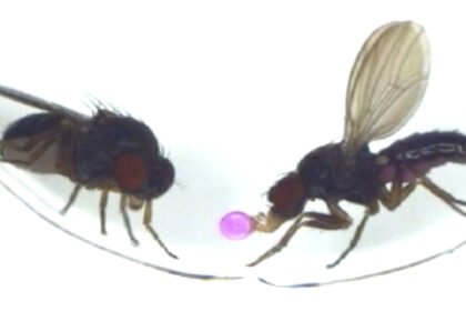081425 s barfingflies main.jpg