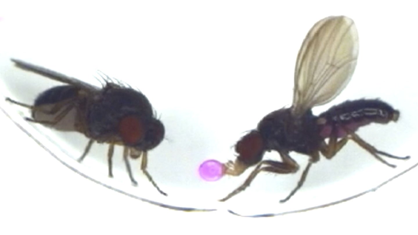 081425 s barfingflies main.jpg
