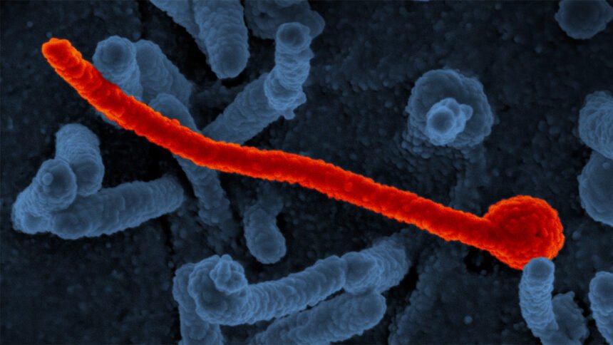 082625 pd broad sprectrum antiviral feat.jpg