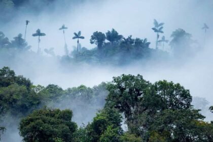 1a cloud forest landscape mashpi wildlife 13 222.jpg