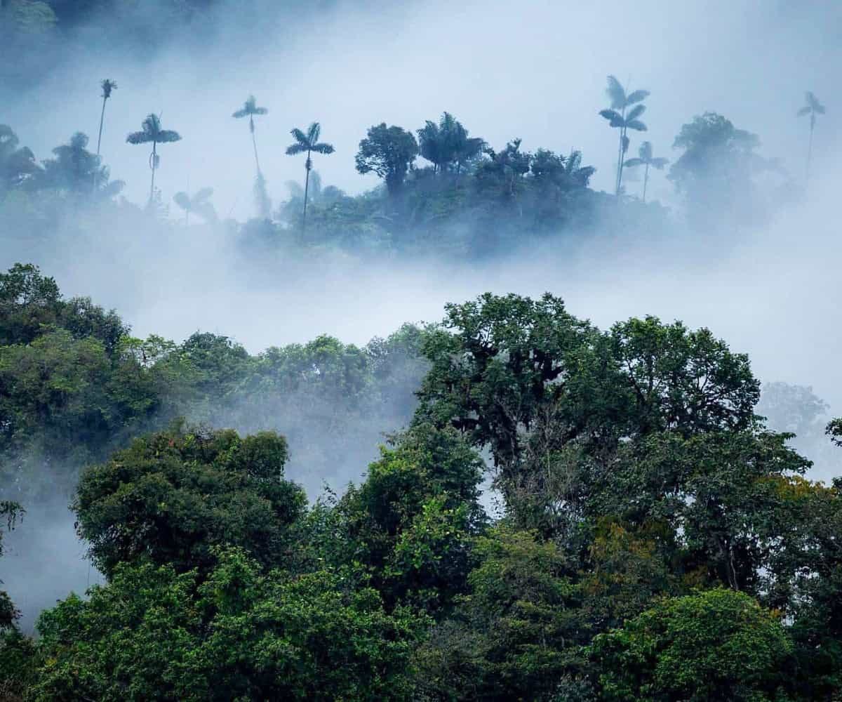1a cloud forest landscape mashpi wildlife 13 222.jpg