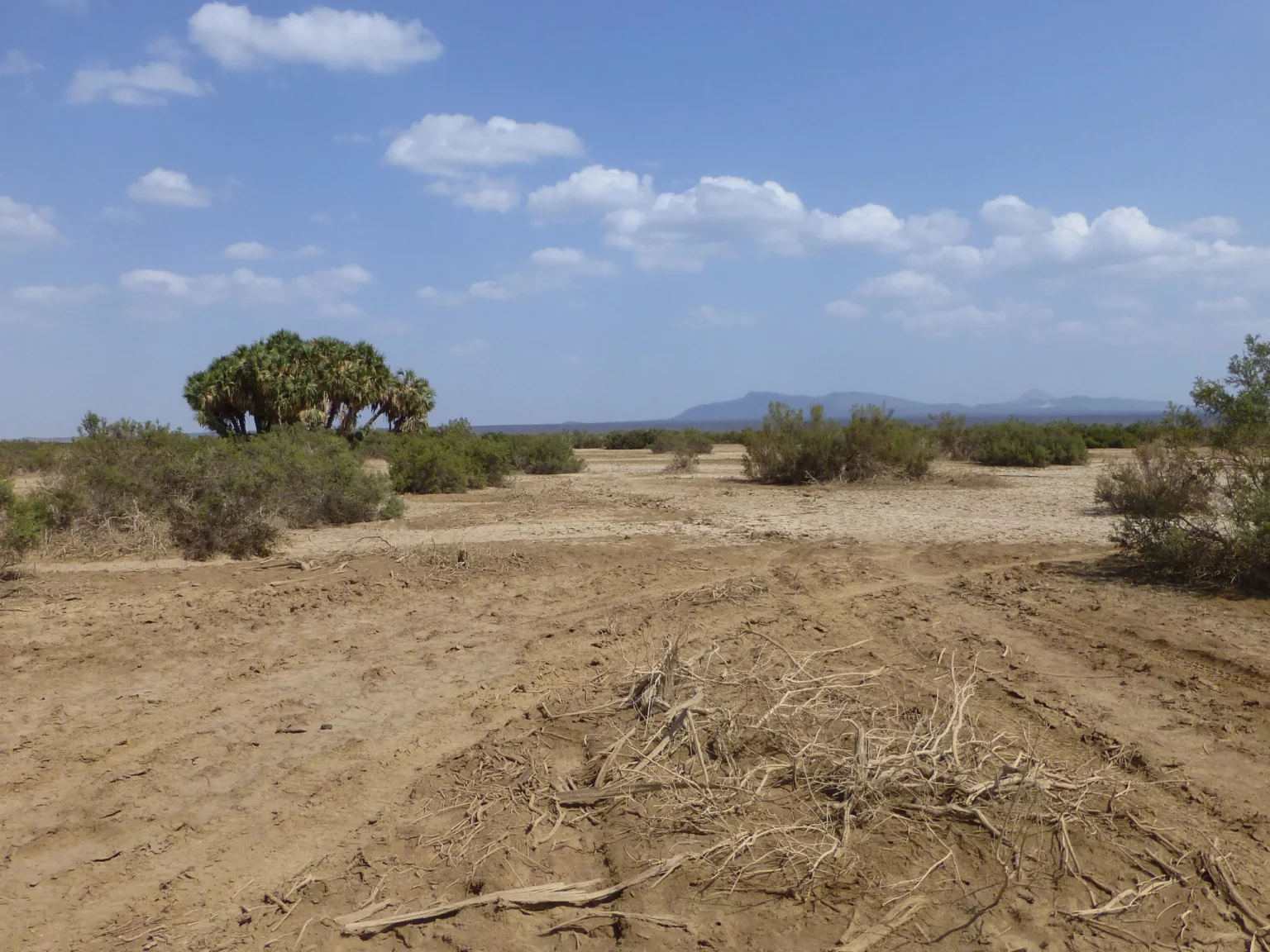 Danakil vegetation 1 scaled.webp.webp