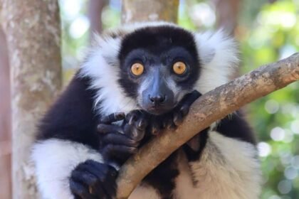 Lemur madagascar.jpeg