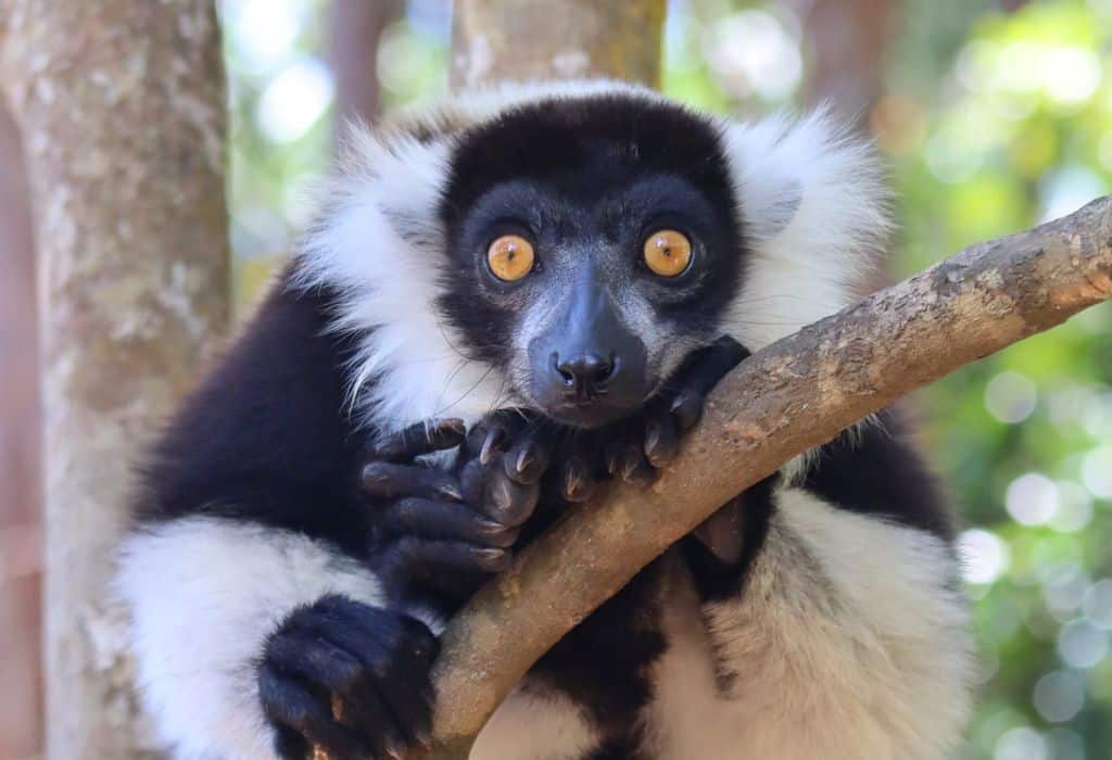 Lemur madagascar.jpeg