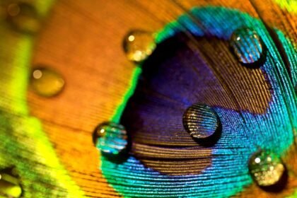Peacock feathers stunning can emit laser beams science 465851414.jpg