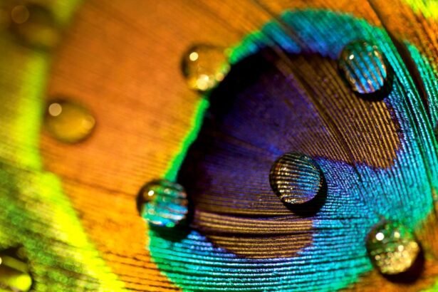 Peacock feathers stunning can emit laser beams science 465851414.jpg
