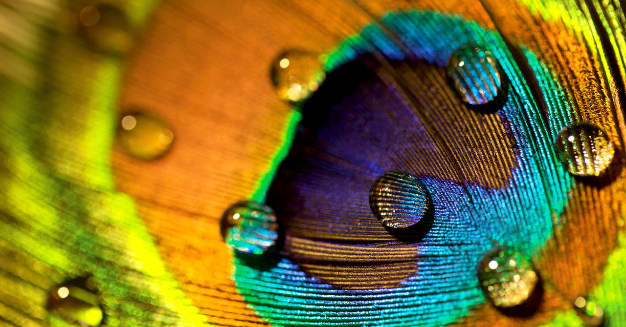 Peacock feathers stunning can emit laser beams science 465851414.jpg