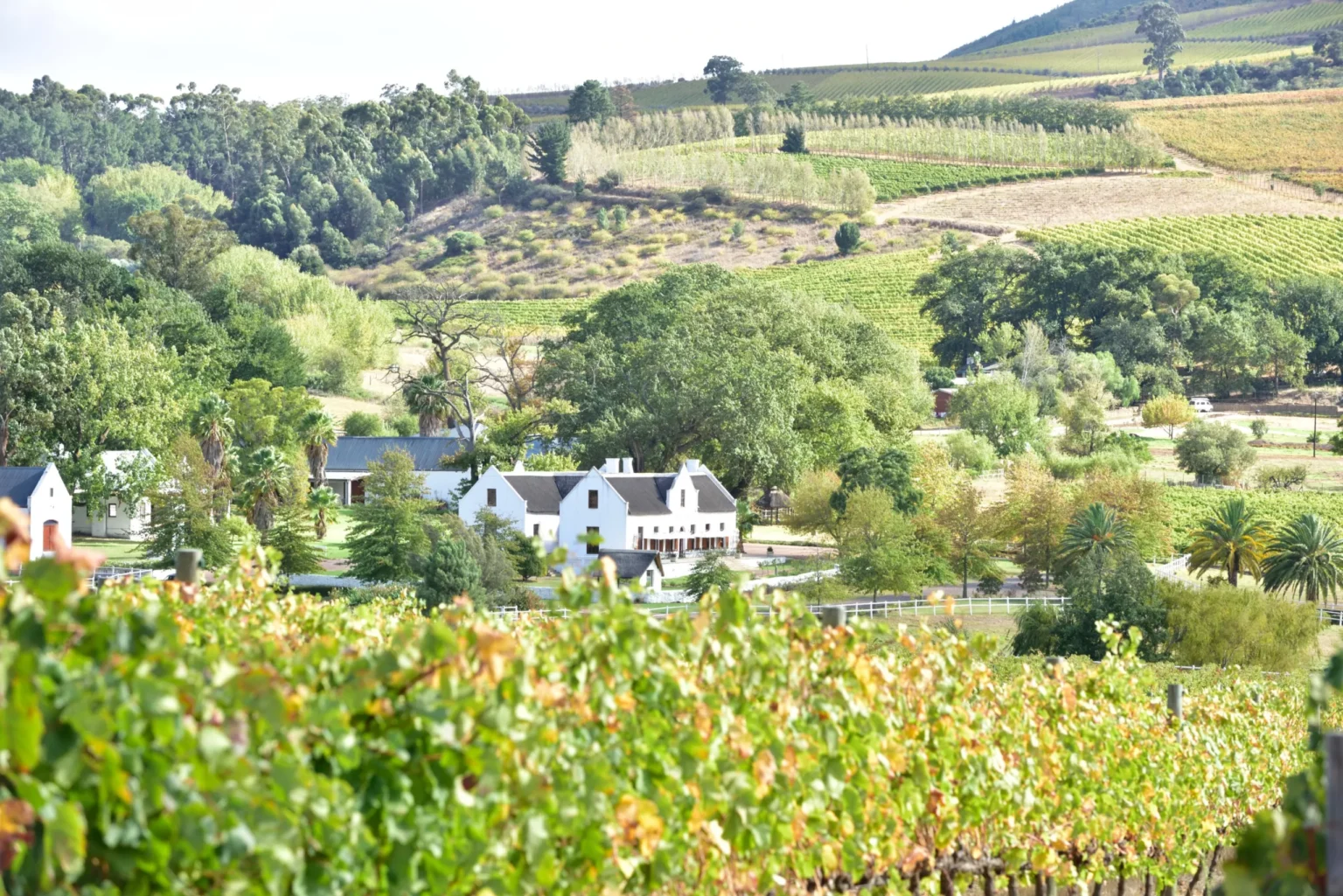Stellenbosch wine route western cape south africa 20317463318 1 1 scaled.webp.webp
