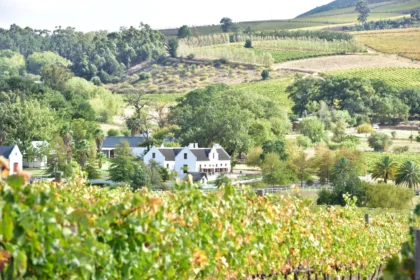 Stellenbosch wine route western cape south africa 20317463318 1 1 scaled.webp.webp