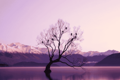 Wanaka tree.png