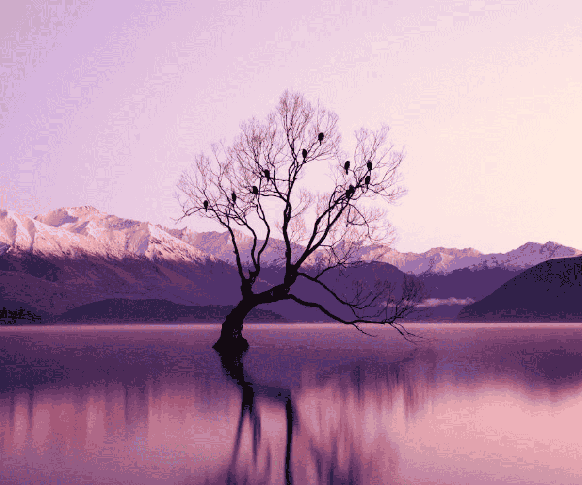 Wanaka tree.png