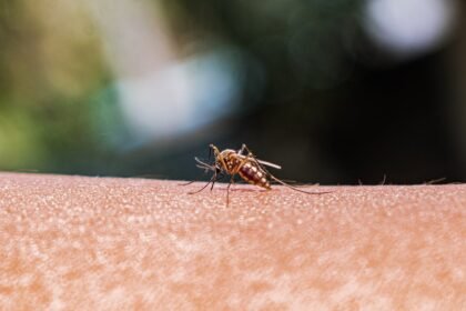 Anopheles mosquito.jpg