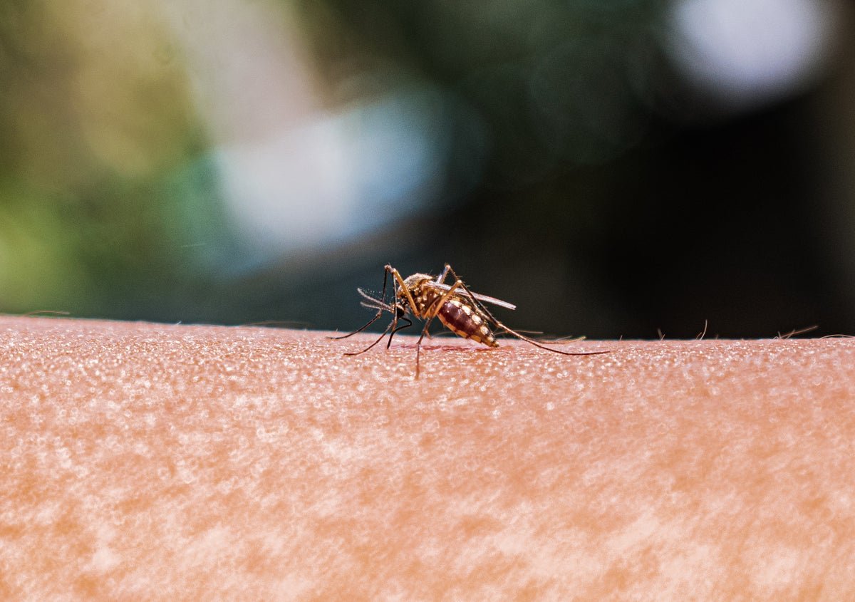 Anopheles mosquito.jpg