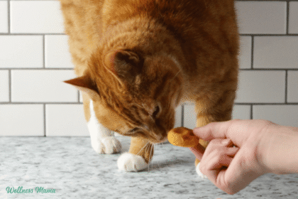 Cat treats 1.png