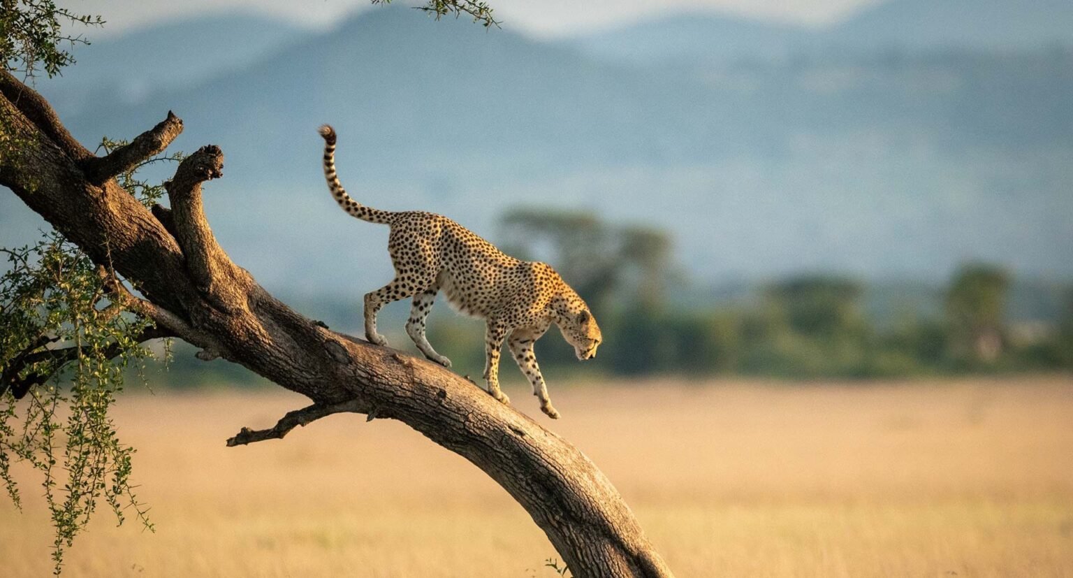 Cheetah walks down twisted tree in savannah 294846823 e1754926840671.jpg