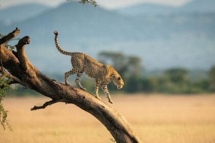 Cheetah walks down twisted tree in savannah 294846823 e1754926840671.jpg