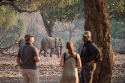 Chikwenya wildlife 2000px kyle and ruth 9 of 20 940x626.jpg
