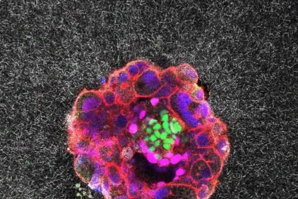 Human embryo confocal image.jpg