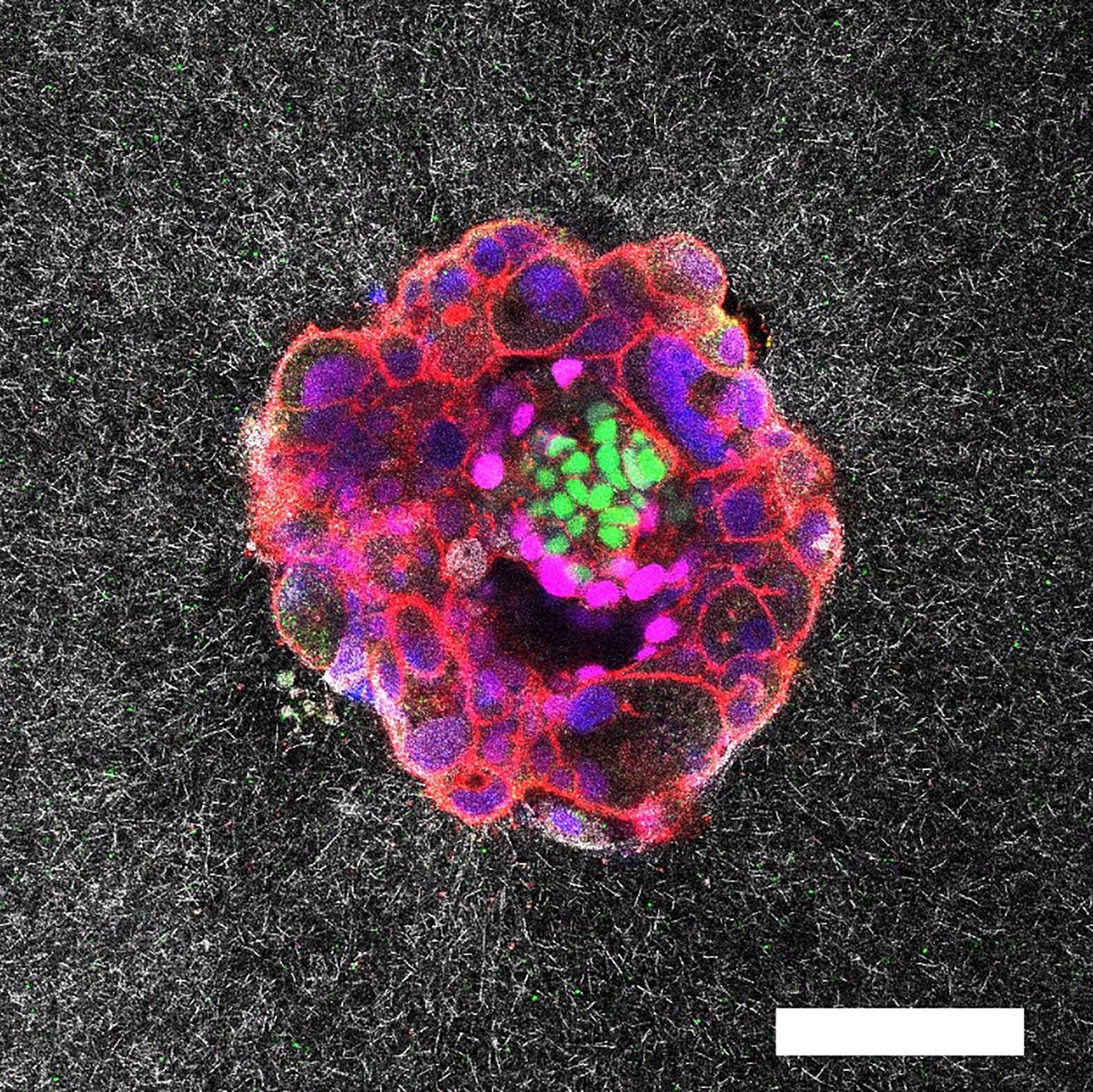 Human embryo confocal image.jpg