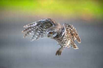 Image 2177702106.jpg