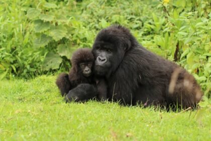Jill leis rwanda 6 940x627.jpg