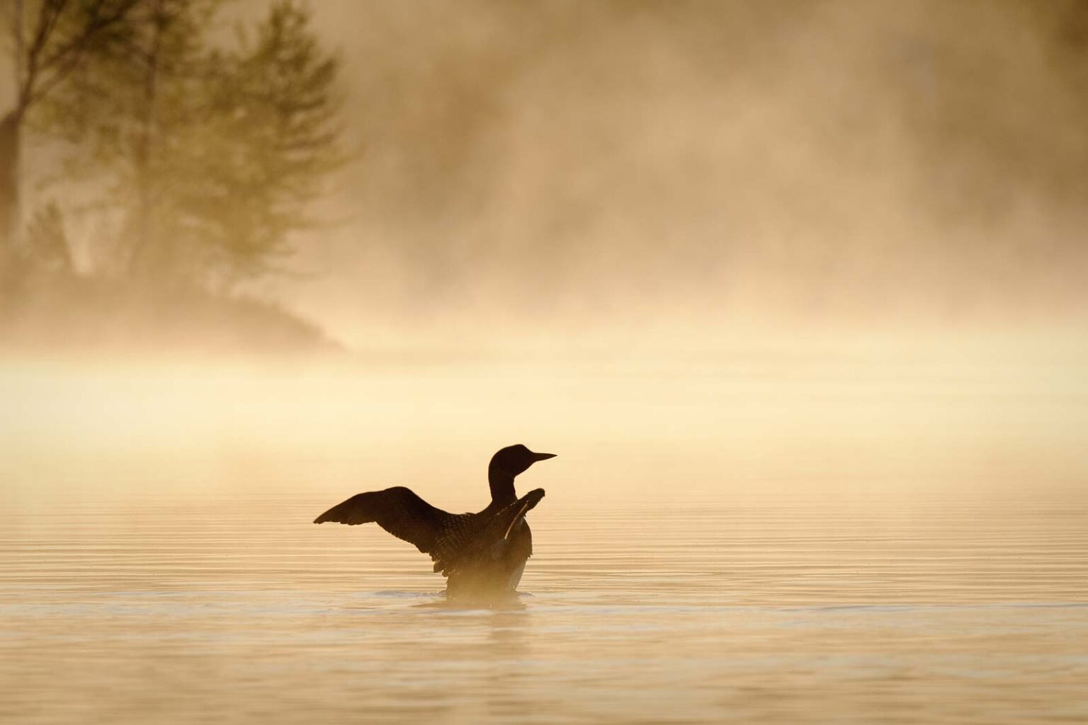 Loon at sunset best things to in upper peninsula michigan.jpg