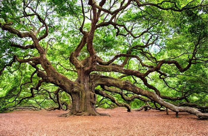 Oak20tree.png