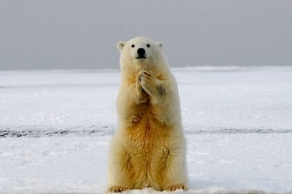 Polar bear ice.jpg