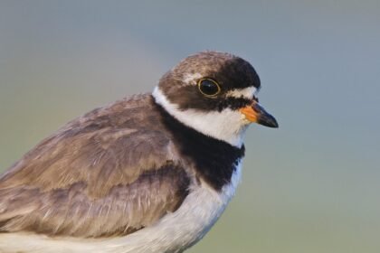 Semipalmated plover.jpg