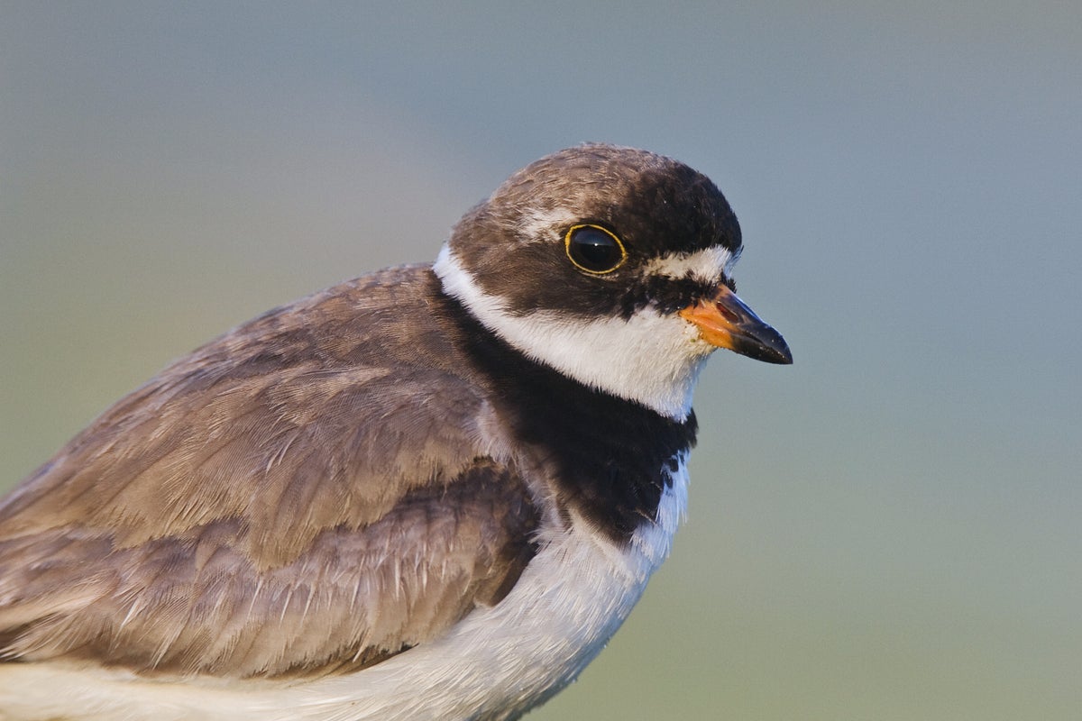 Semipalmated plover.jpg