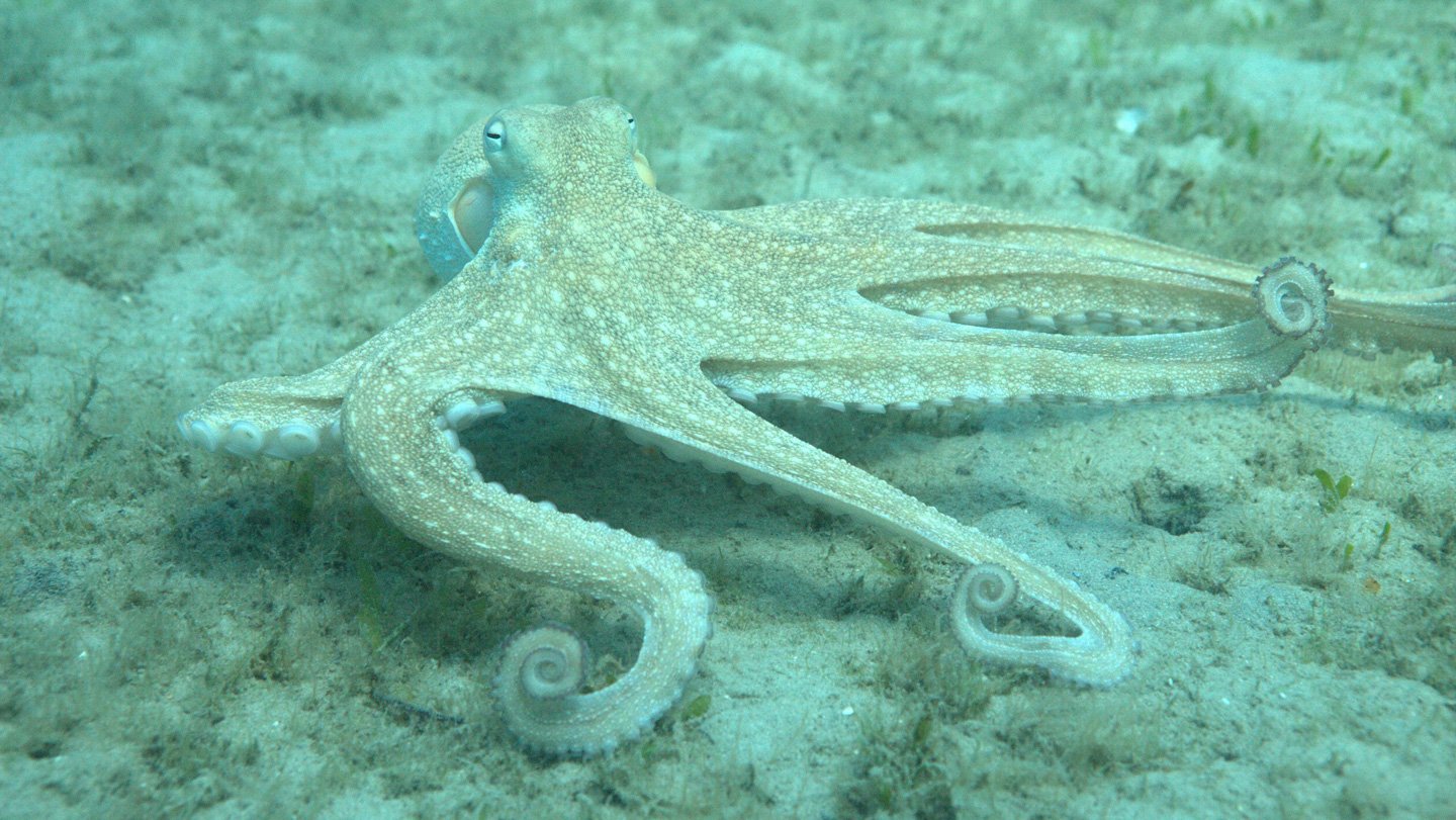 091025 jb octopusarms.jpg